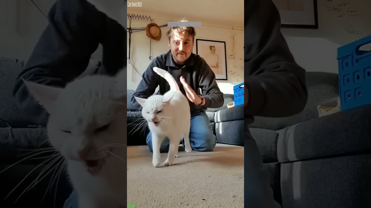 Funny Cat 🐈‍⬛ Kitten meowing 😻 # Episode 2580