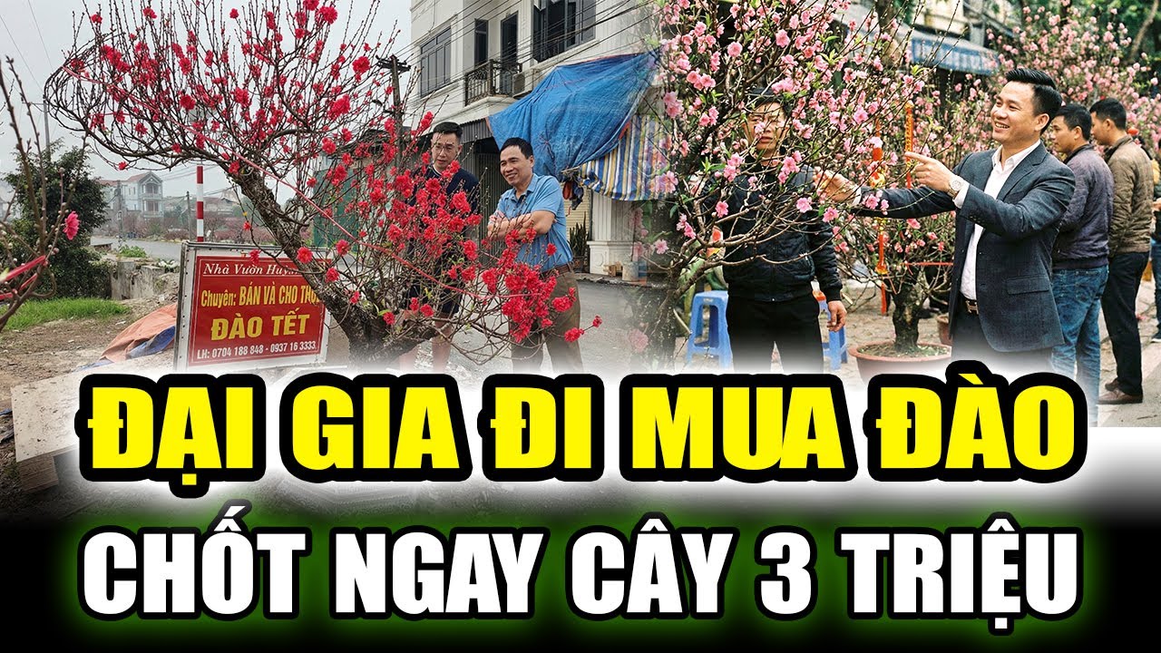 CÂY ĐÀO 3 TRIỆU ĐƯỢC ĐẠI GIA BUÔN RƯỢU CHỐT RẤT NHANH NGÀY CẬN TẾT