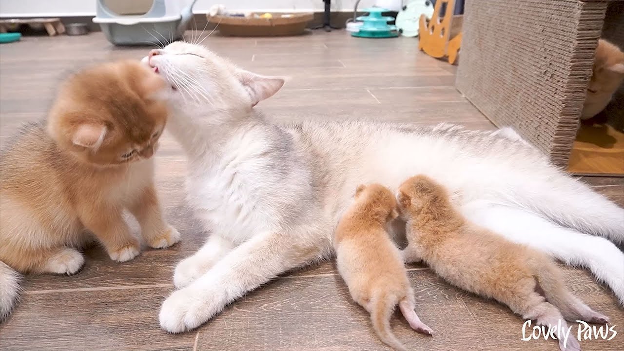 Garlic the kitten feels jealous of the new kitten adopted by mother cat Xaxa