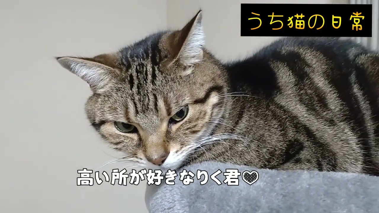 うちネコの日常#cat #猫のいる暮らし 