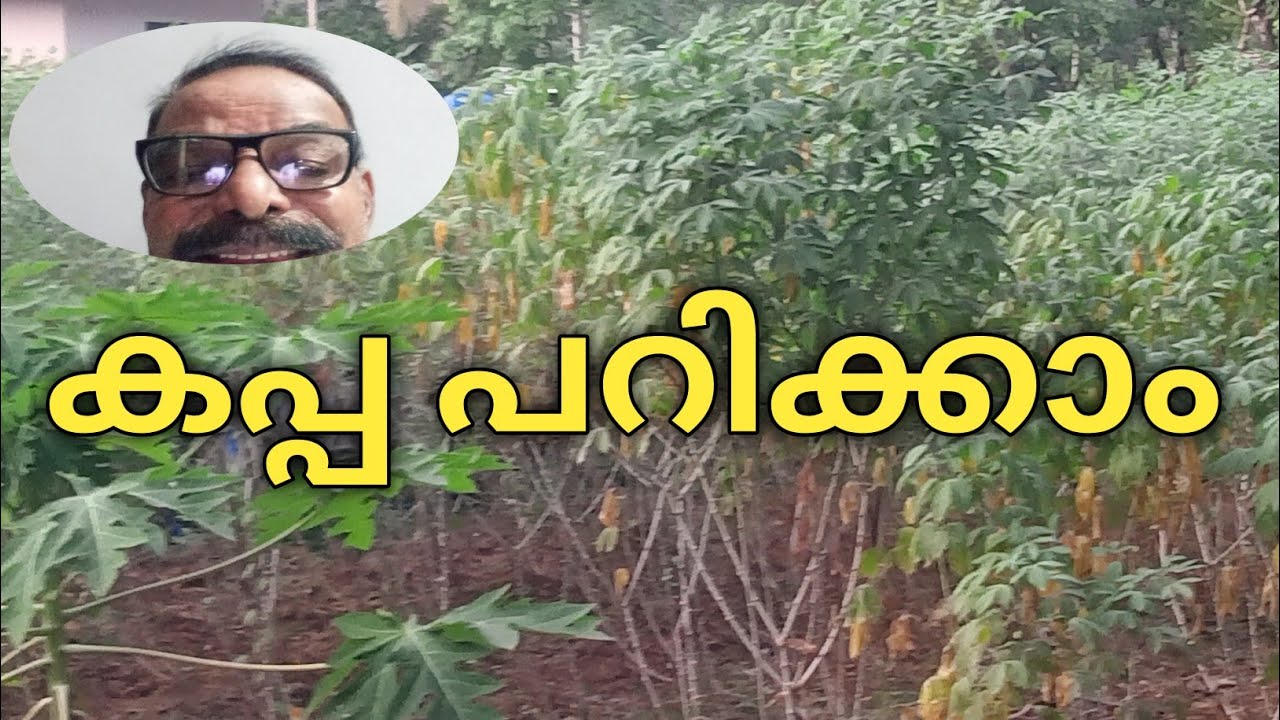 കപ്പ പറിക്കാം❤️