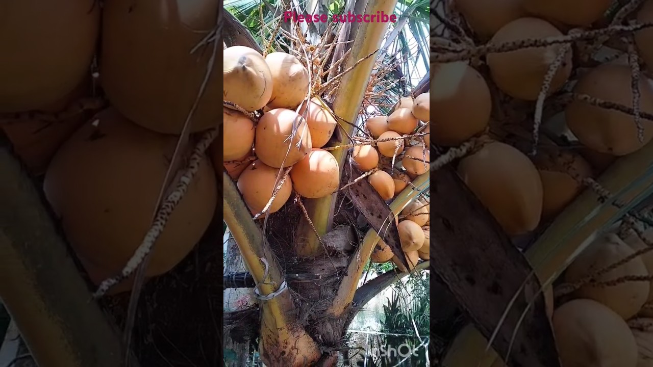Hybrid Coconut Tree 