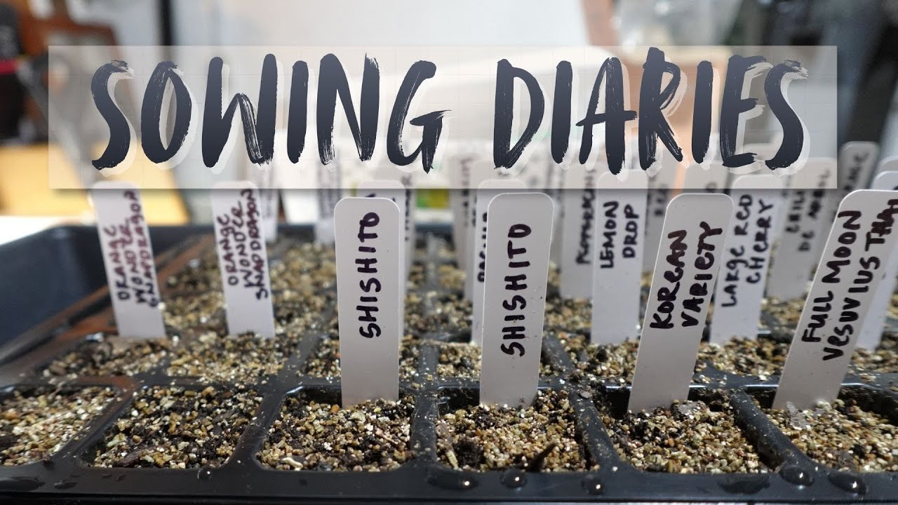 Starting peppers & a few snapdragons - Sowing Diaries [ 1 ] Virginia
