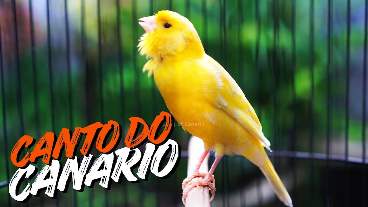 Canário Belga Cantando Muito: O Melhor Canto para Treinar seu Pássaro #03