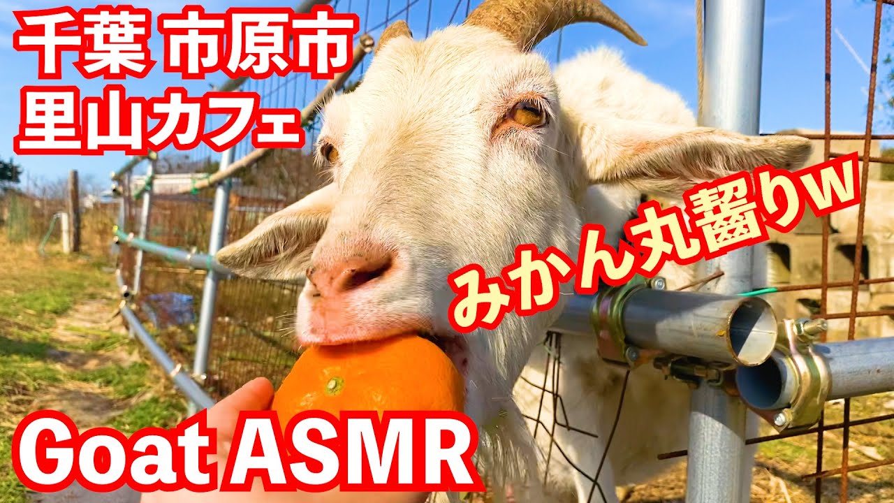 Goat ASMR 癒しの看板ヤギASMR‼︎（みかん編）