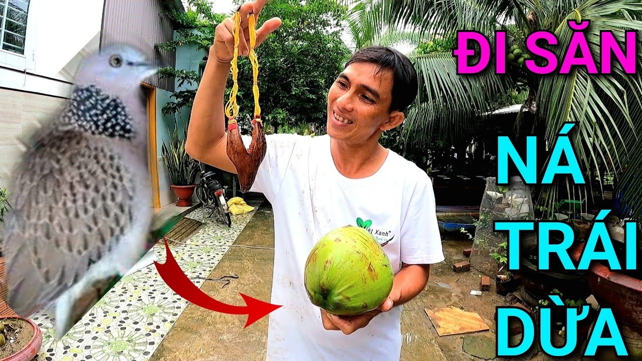Chế Tạo Ná Thun Bằng Trái Dừa Để Đi Săn Kết Quả Thật Bất Ngờ