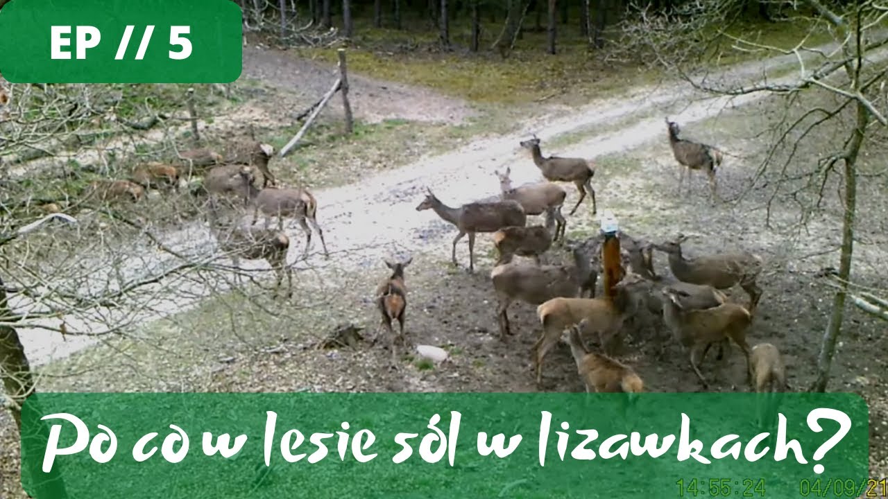 2 zrzuty podczas uzupełniania lizawek! Staż łowiecki  Odc 5 #JakZostaćMyśliwym Zrzuty 2021