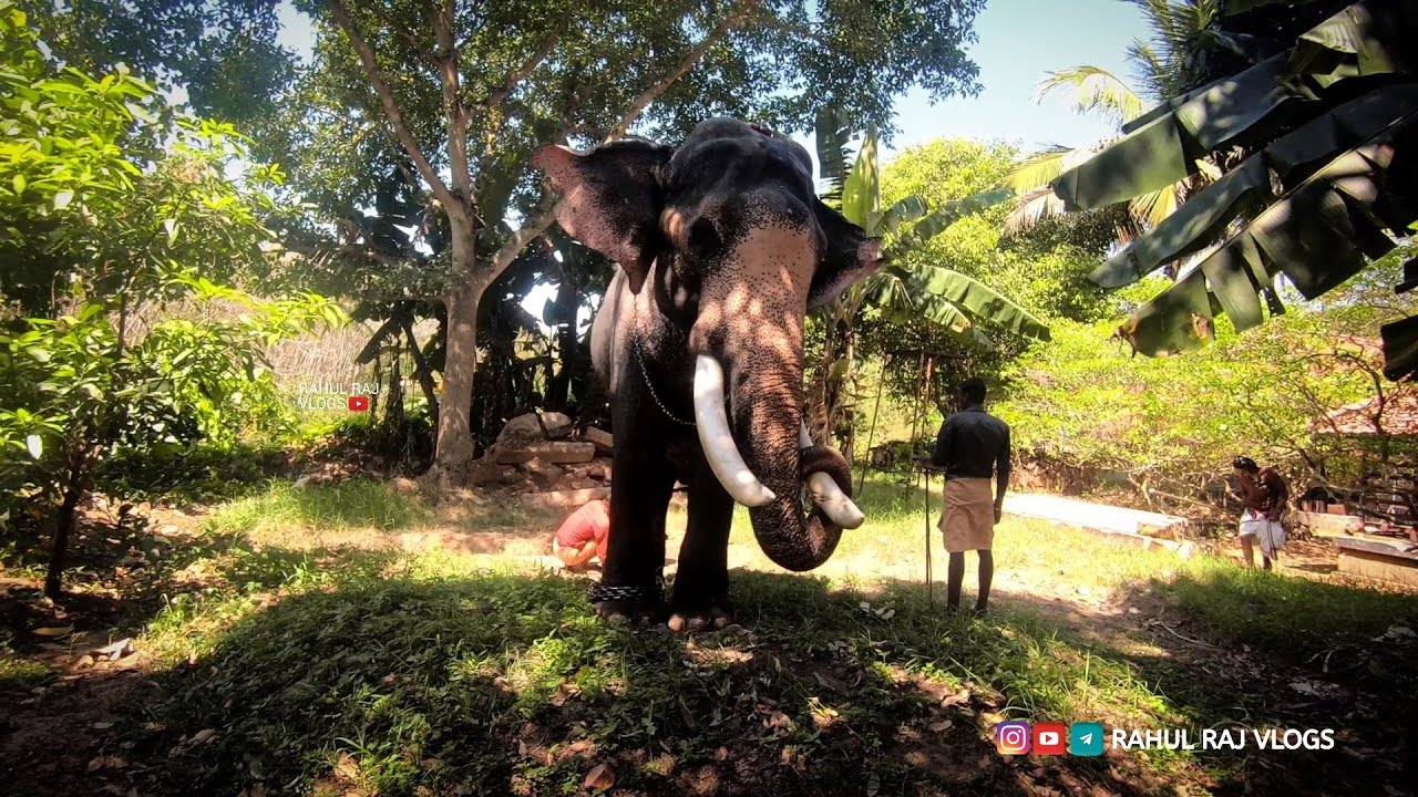 ആളടുത്തുണ്ടേൽ മണികണ്ഠന് സംസാരം കുറച്ചു കൂടുതലാ | Velinalloor Manikandan | Kerala Elephant Talking