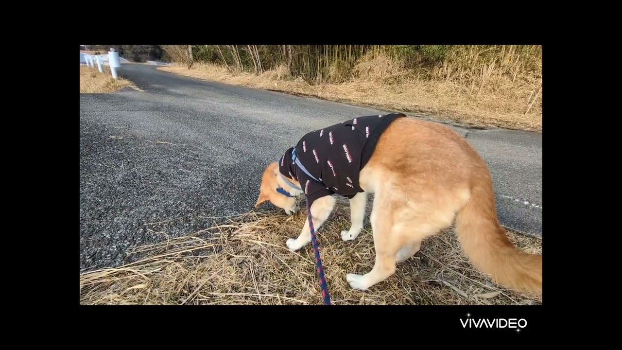 あかねちゃん　いらっしゃい