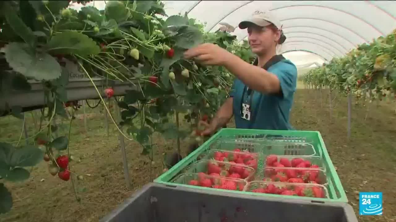 UK labour shortages: Farming and trucking sectors blame new post-Brexit rules &bull; FRANCE 24 English