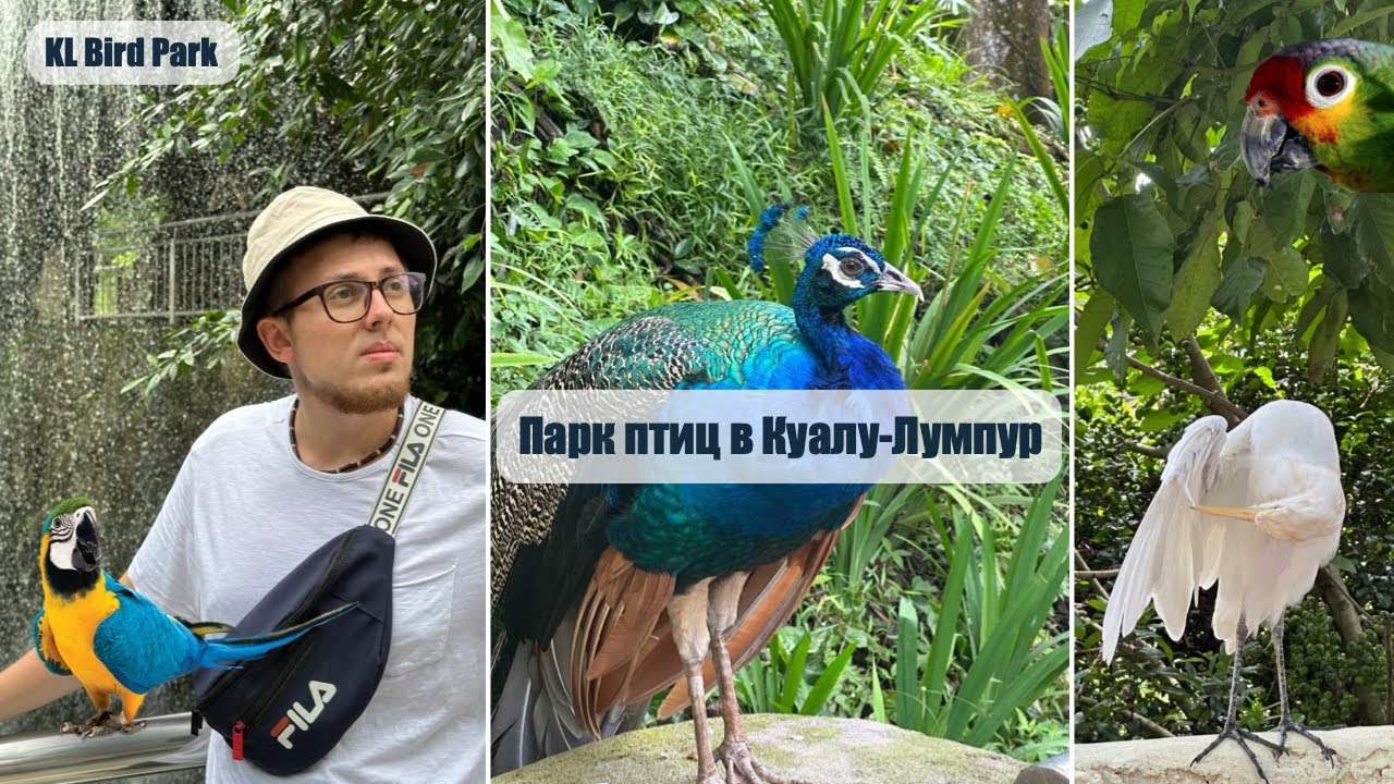 Куала-Лумпур: Парк Птиц (KL Bird Park)