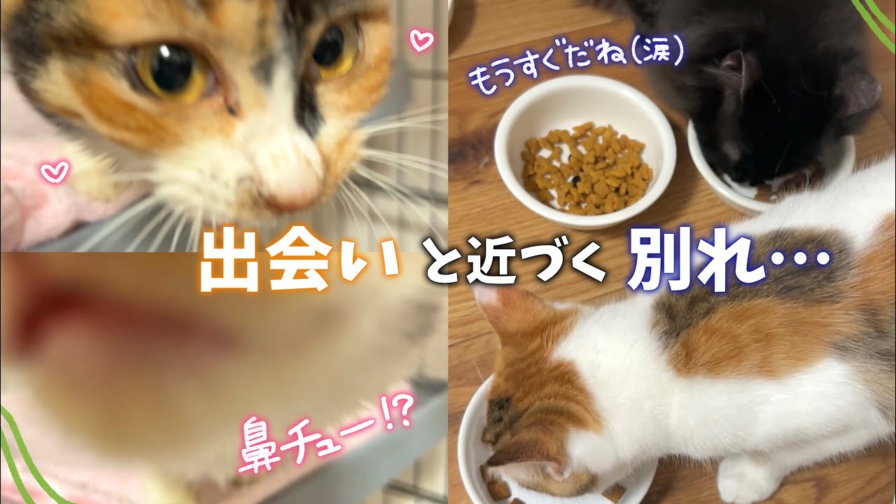 新入りちゃんが初めて鼻チューしてくれました😭💖 | 保護猫活動を始めてからずっと一緒にいた保護猫ちゃんとのお別れが近づいてきました(涙)