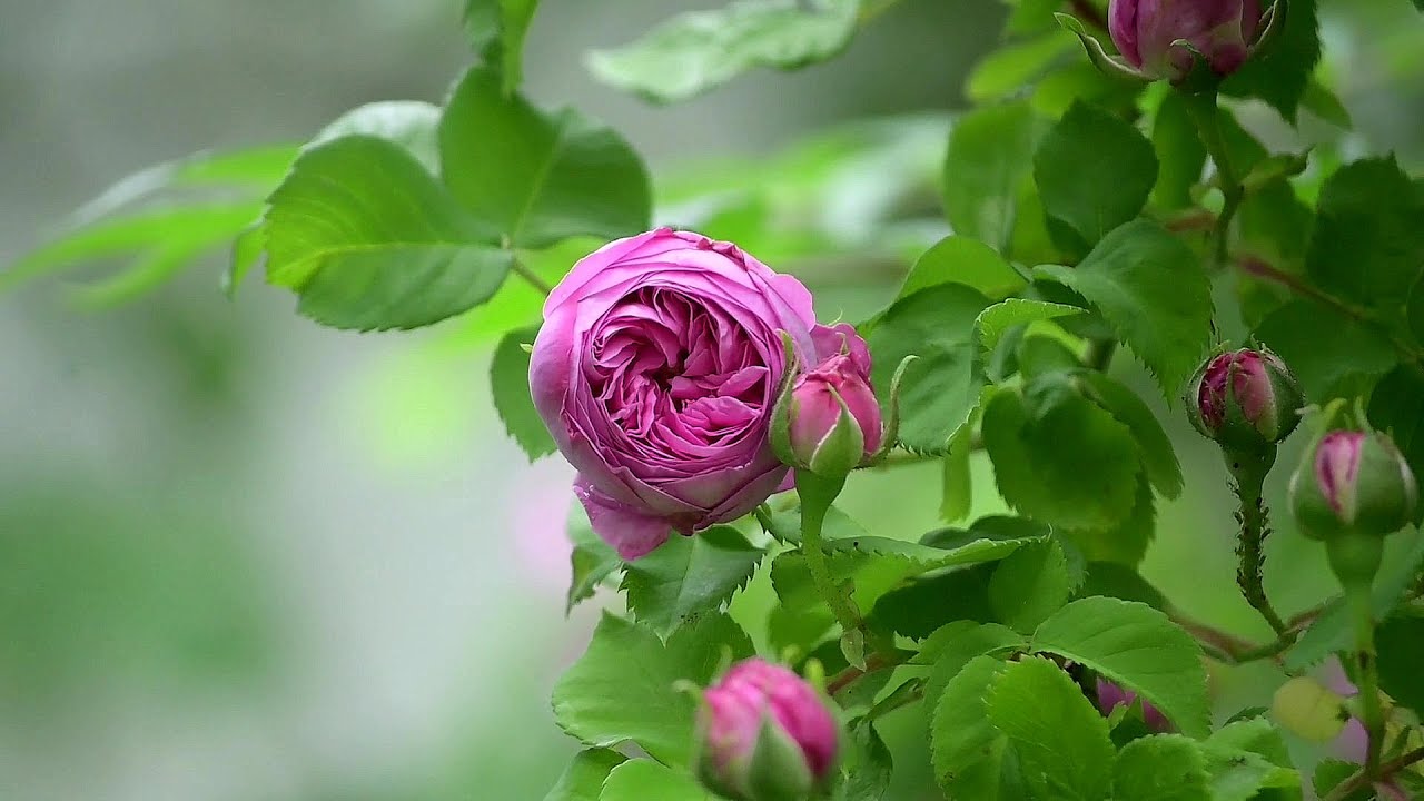 SAIGON TRIO ~ Million Roses ღ