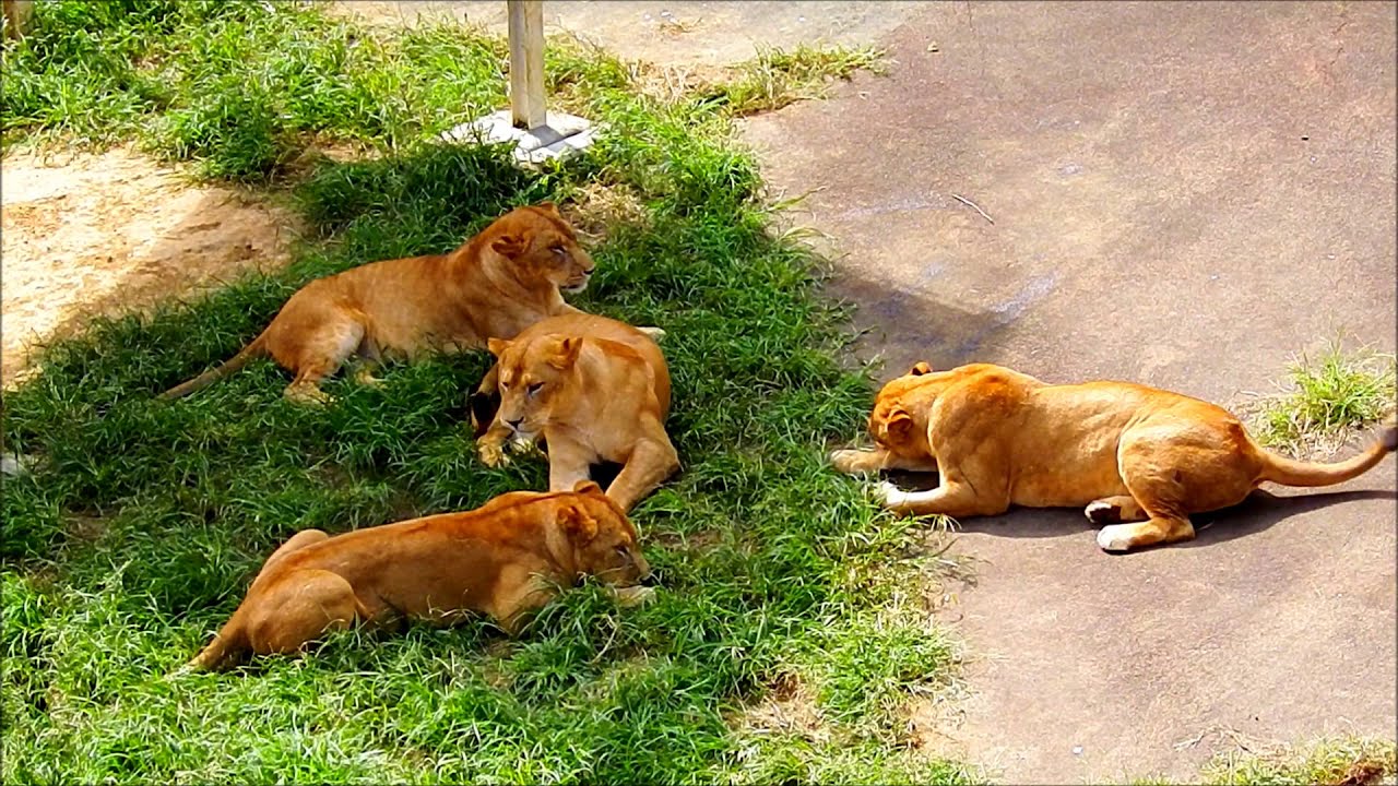 タナの一撃　Tana's counterattack　　Lion(ライオン)　多摩動物公園