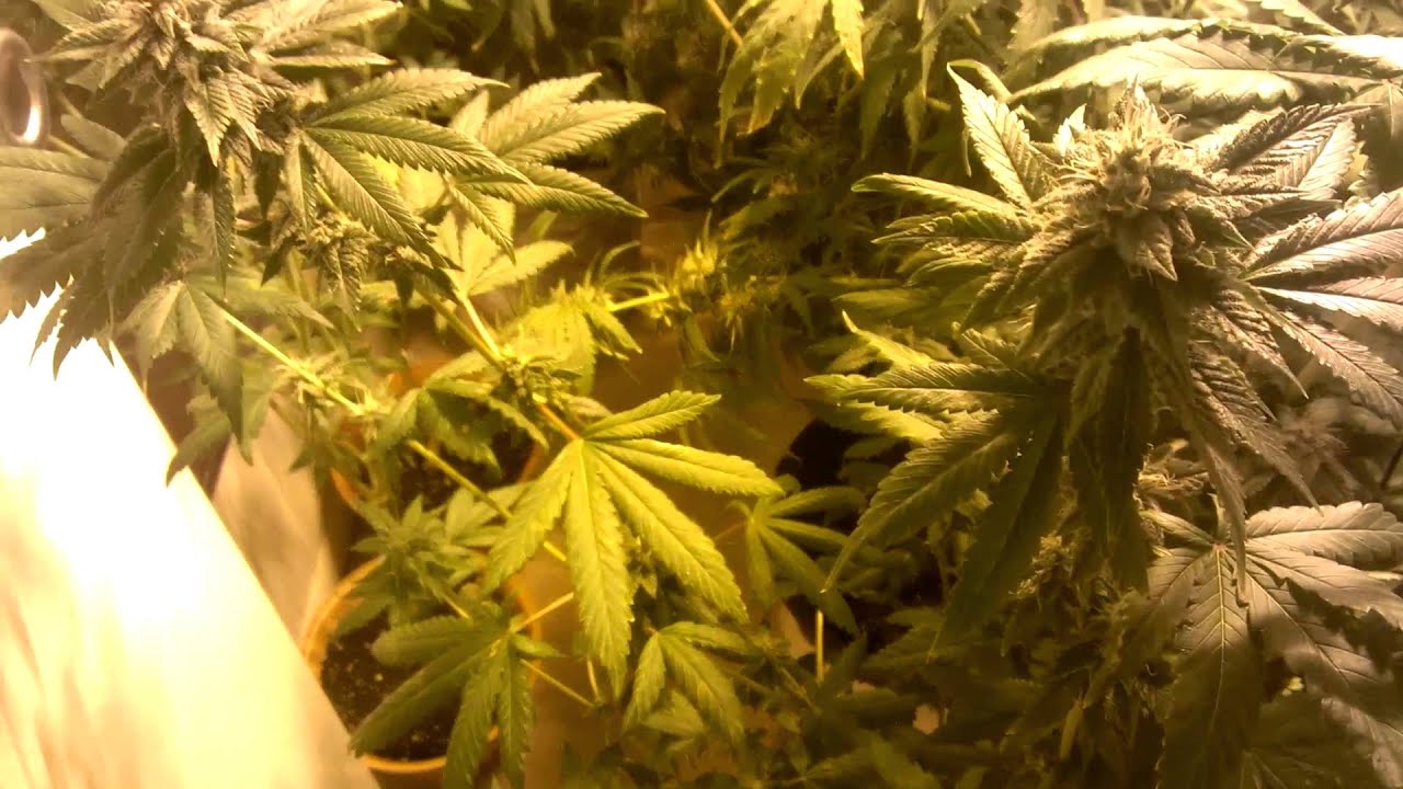 Cycle 3 Week 6 Flower