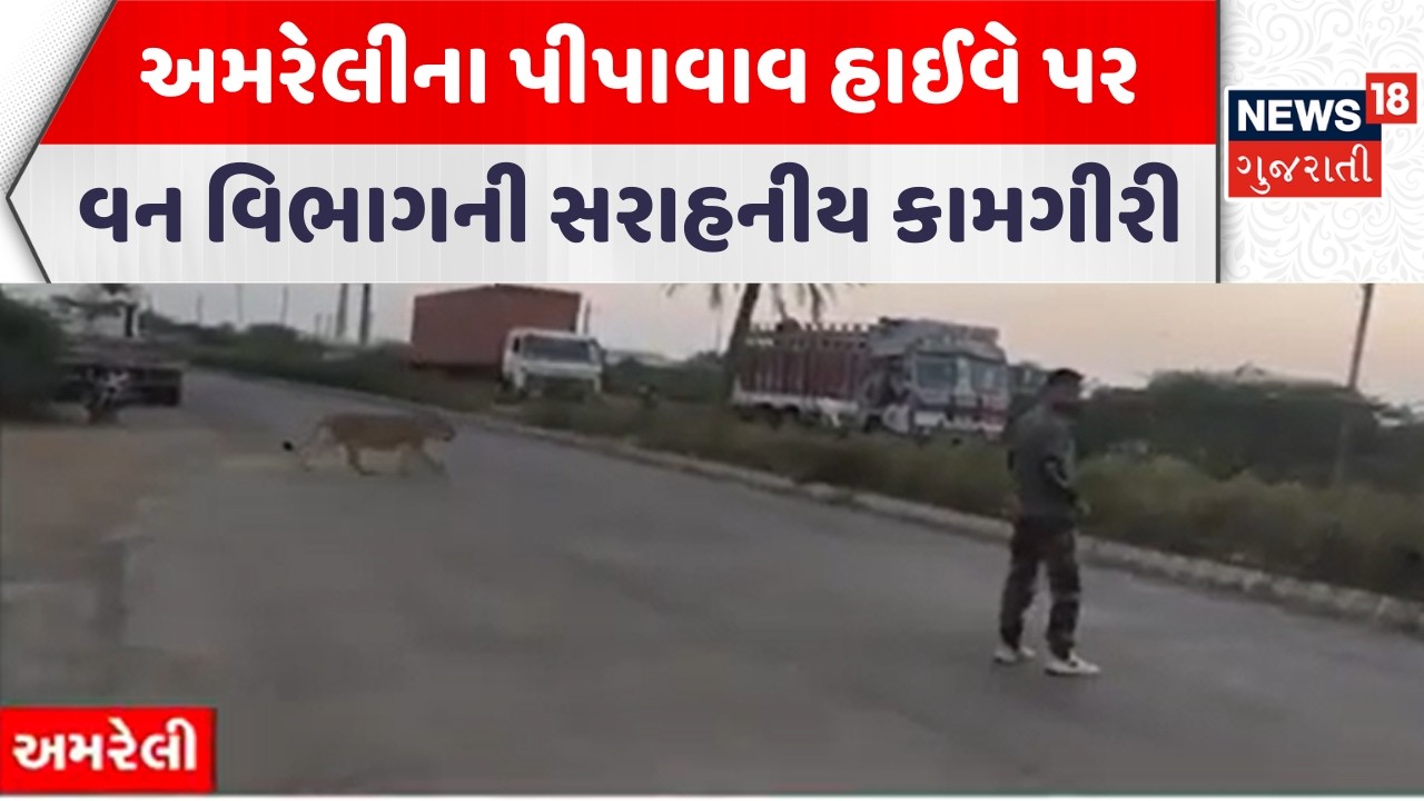 Amreli Forest Department | અમરેલીના પીપાવાવ હાઈવે પર વન વિભાગની સરાહનીય કામગીરી | News18