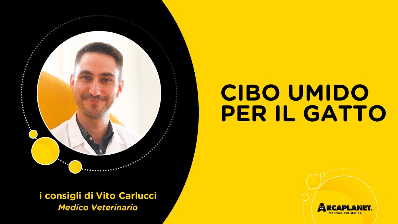 Come scegliere il cibo umido per il gatto? | Le risposte del Veterinario | Arcaplanet