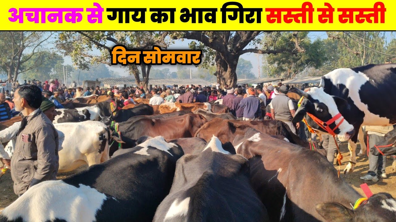 अचानक से गाय का भाव गिरा 😱 सस्ती से सस्ती || Cow sale in prayagraj || #cow