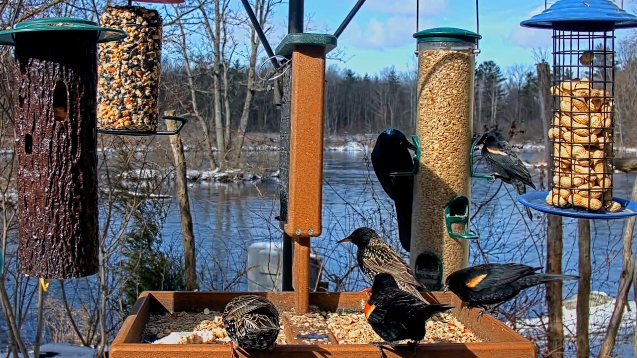 Red-winged Blackbirds Return To Cornell Lab FeederWatch Cam | Mar. 18, 2026