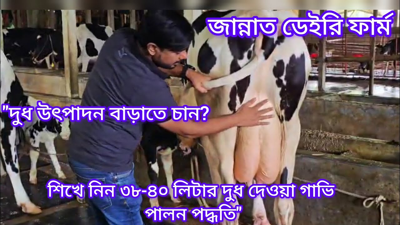 দুধের গাভী পালন শিখুন অভিজ্ঞ খামারির কাছ থেকে | সফল হওয়ার সঠিক পথ।এবং বিক্রয় বিজ্ঞাপন