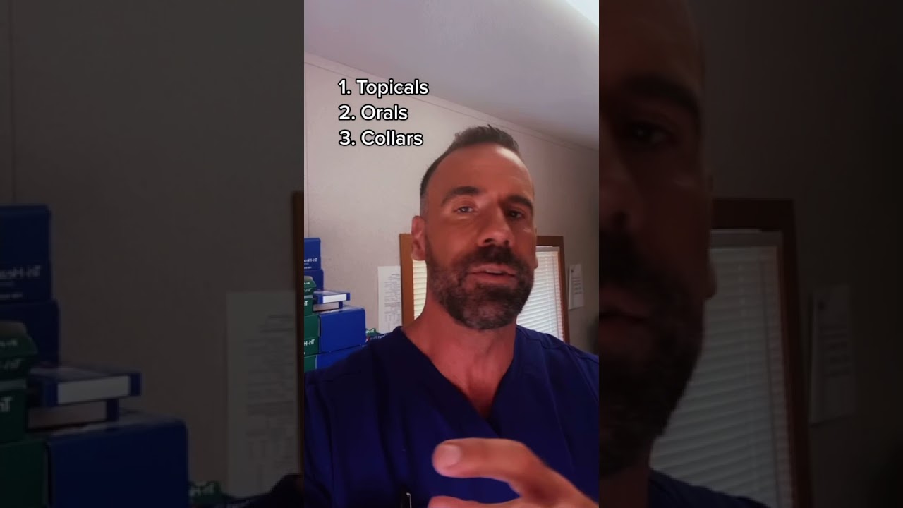 Что вам нужно знать о профилактике блох, клещей и дирофиляриоза!