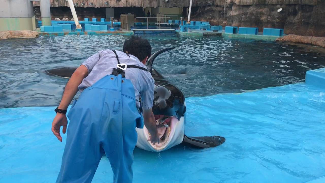 名古屋港水族館 シャチのトレーニング 2016/10/02【閉館前の回】