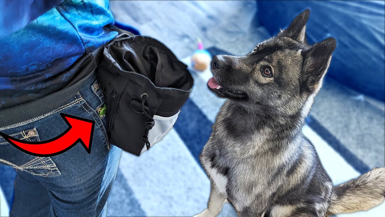 The Ultimate Dog Training Treat Pouch!