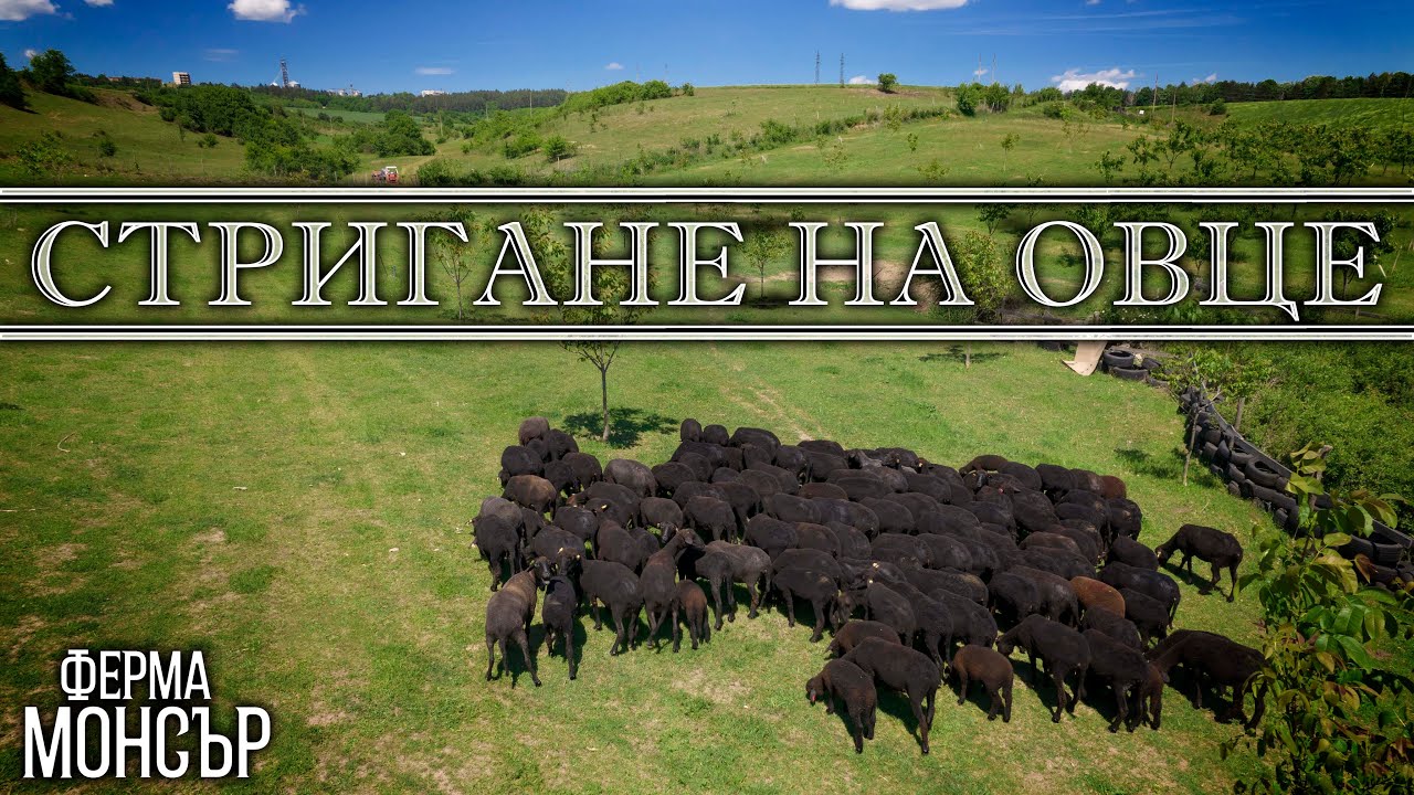 Стригане на овце | Медночервена шуменска овца | Пуйчета | Ферма Монсър | Цветомир и Поли