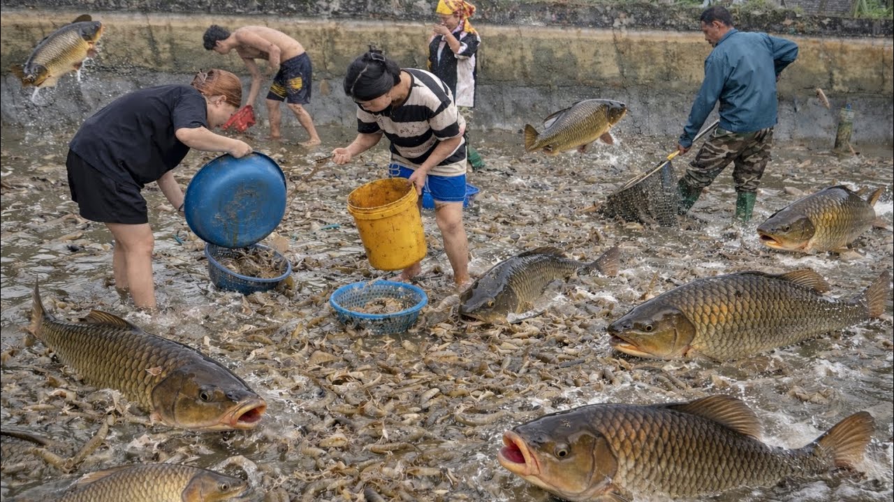 Catching shrimp together, joyful on the countryside lagoon