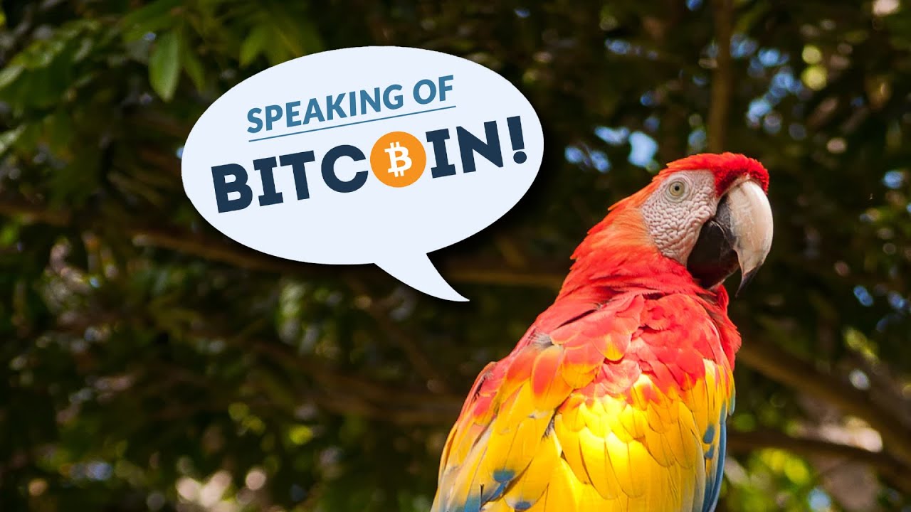 Precursors to a Mainstream Moment in El Salvador - SOB Episode 469