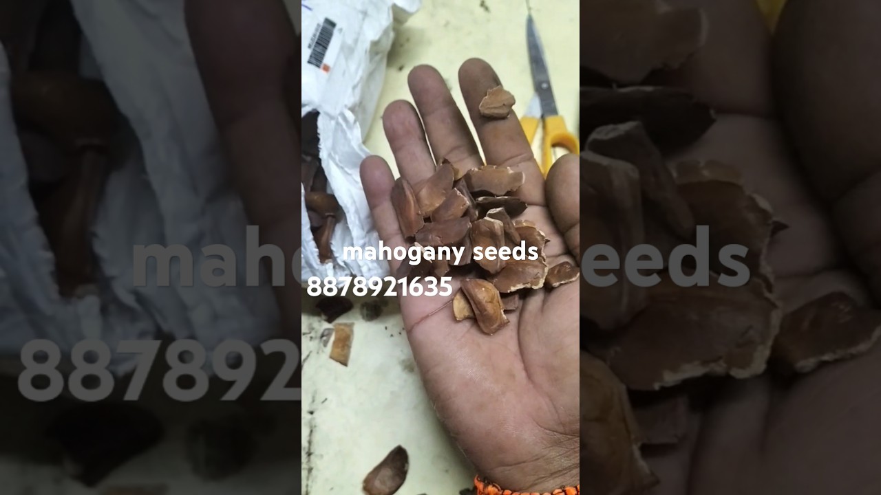 how to purchase African mahogany seeds online