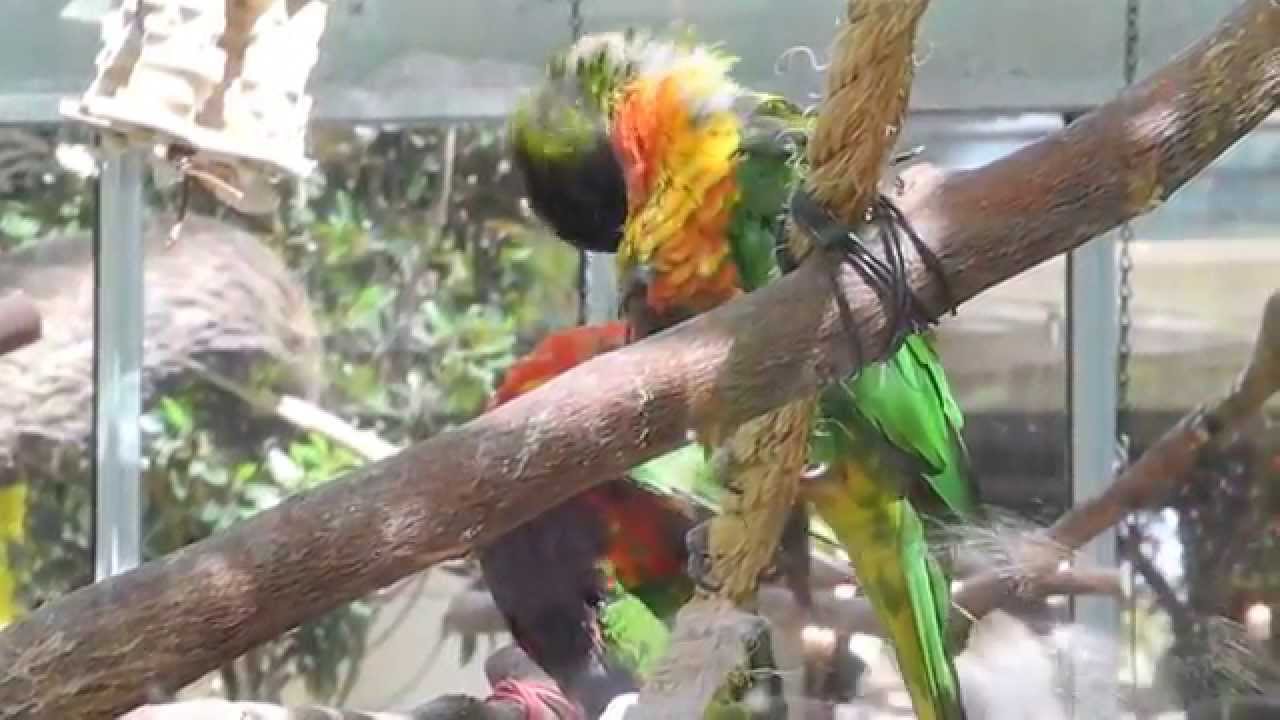 LOVEBIRDS