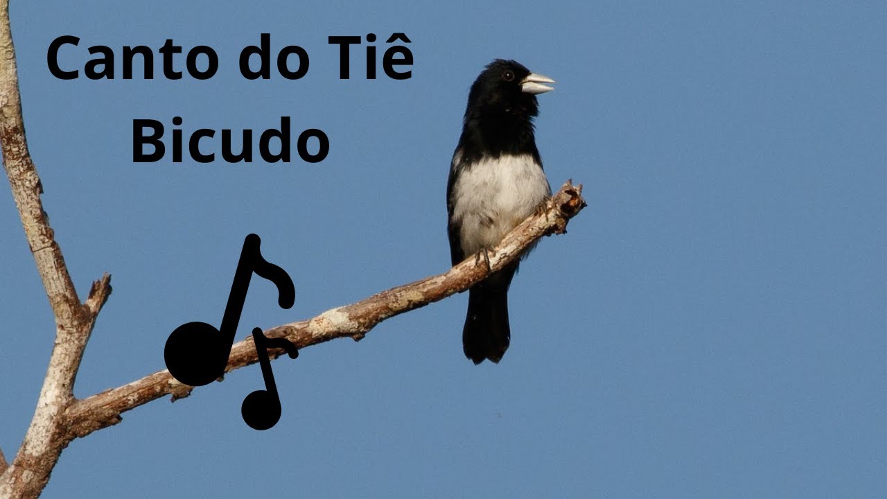 Canto do Ti&ecirc; Bicudo Conothraupis Mesoleuca 🐦🐦