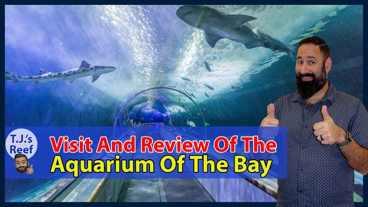 Aquarium of the Bay Tour and Review in San Francisco
