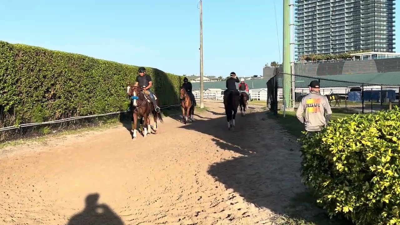 Multiple graded stakes winner Integration (Quality Road) wraps up his Gulfstream Park training 2/18
