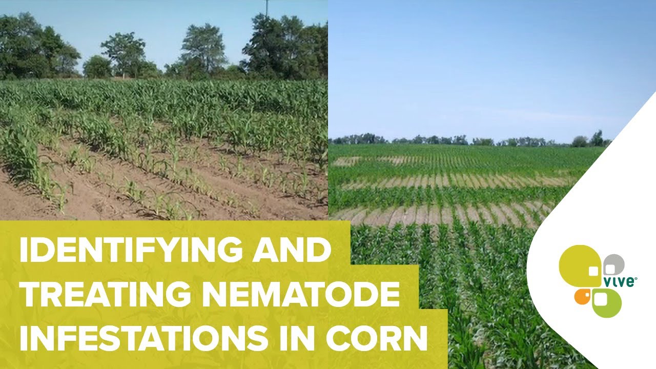 Identifying and Treating Nematode Infestations In Corn