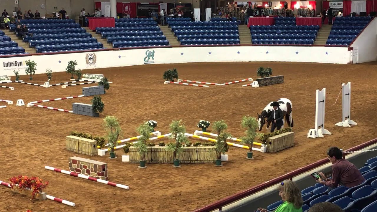 Luna APHA World Show Open In-Hand Trail 10-Nov-15