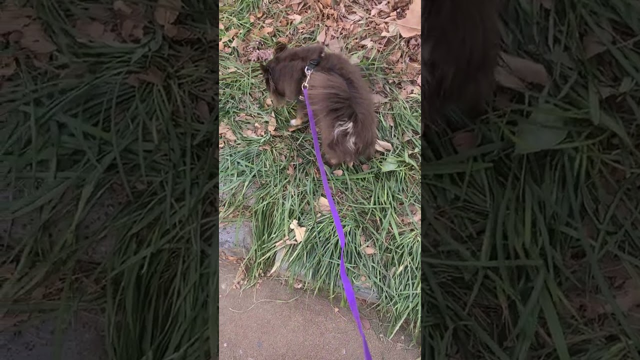[산책하는 강아지] 🐶 🐕 🐶 🐕walking  cute puppy