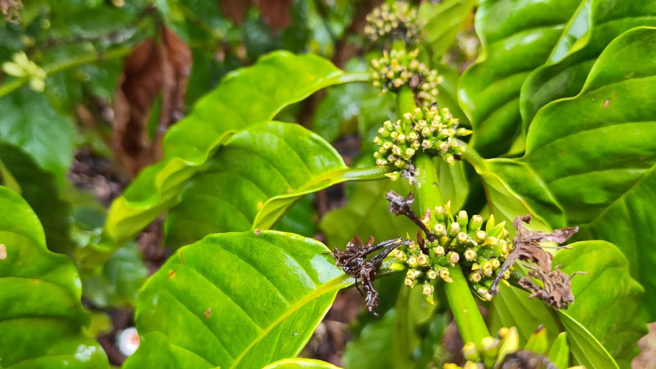 Dùng phân gì cho mùa khô hỗ trợ cho quả non và cành chồi hậu bị