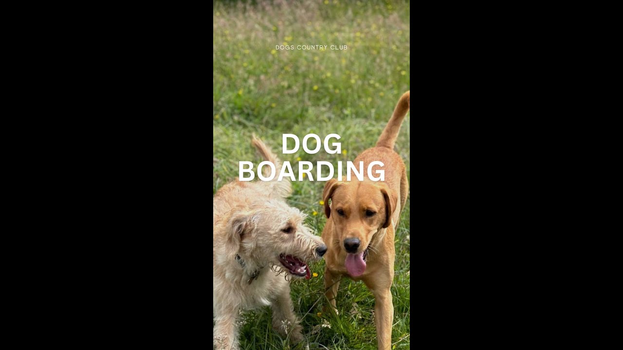 Dogs Country Club Dog Boarding in Warrington