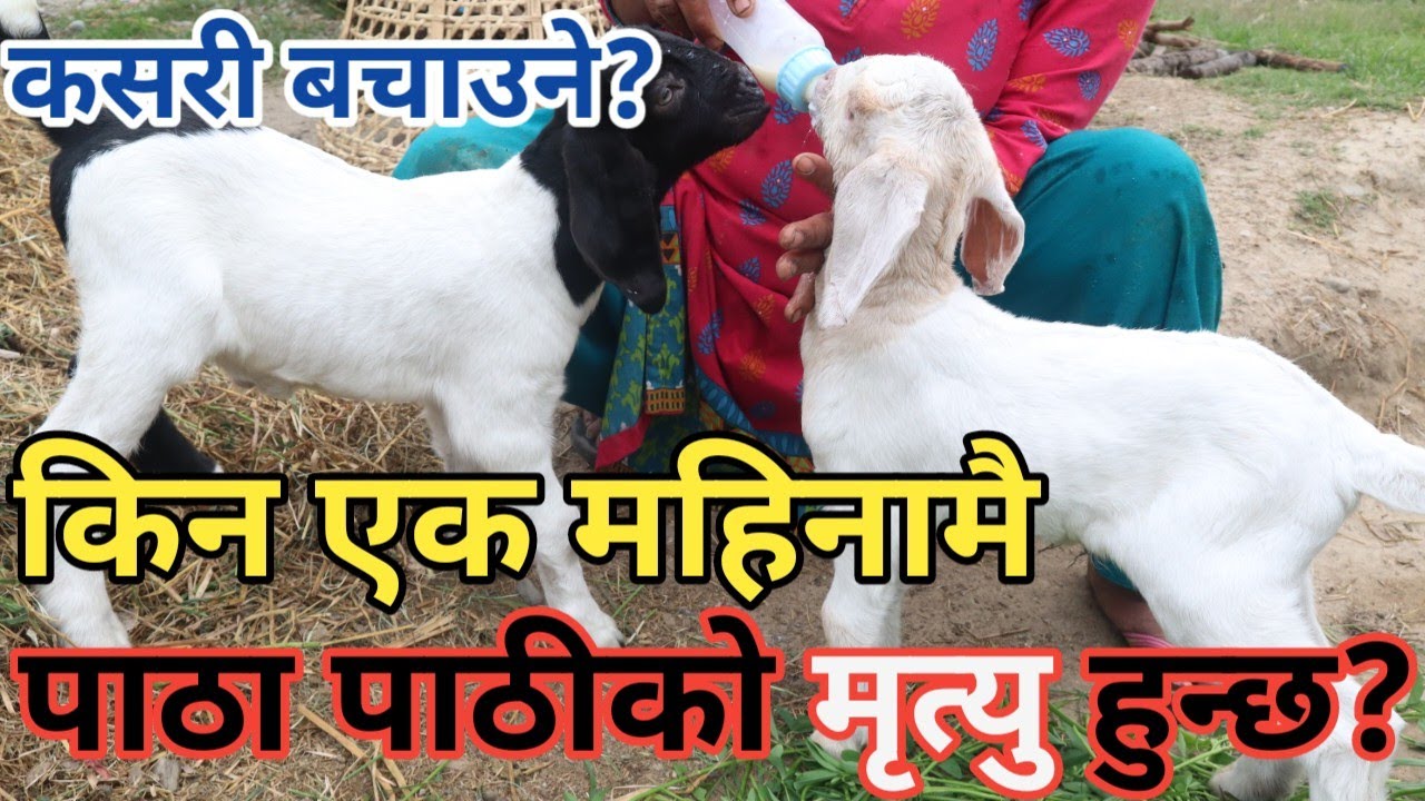 बाख्राको एक महीना सम्मको पाठ पाठीलाई कसरी हुर्काउने र कसरी बचाउने?