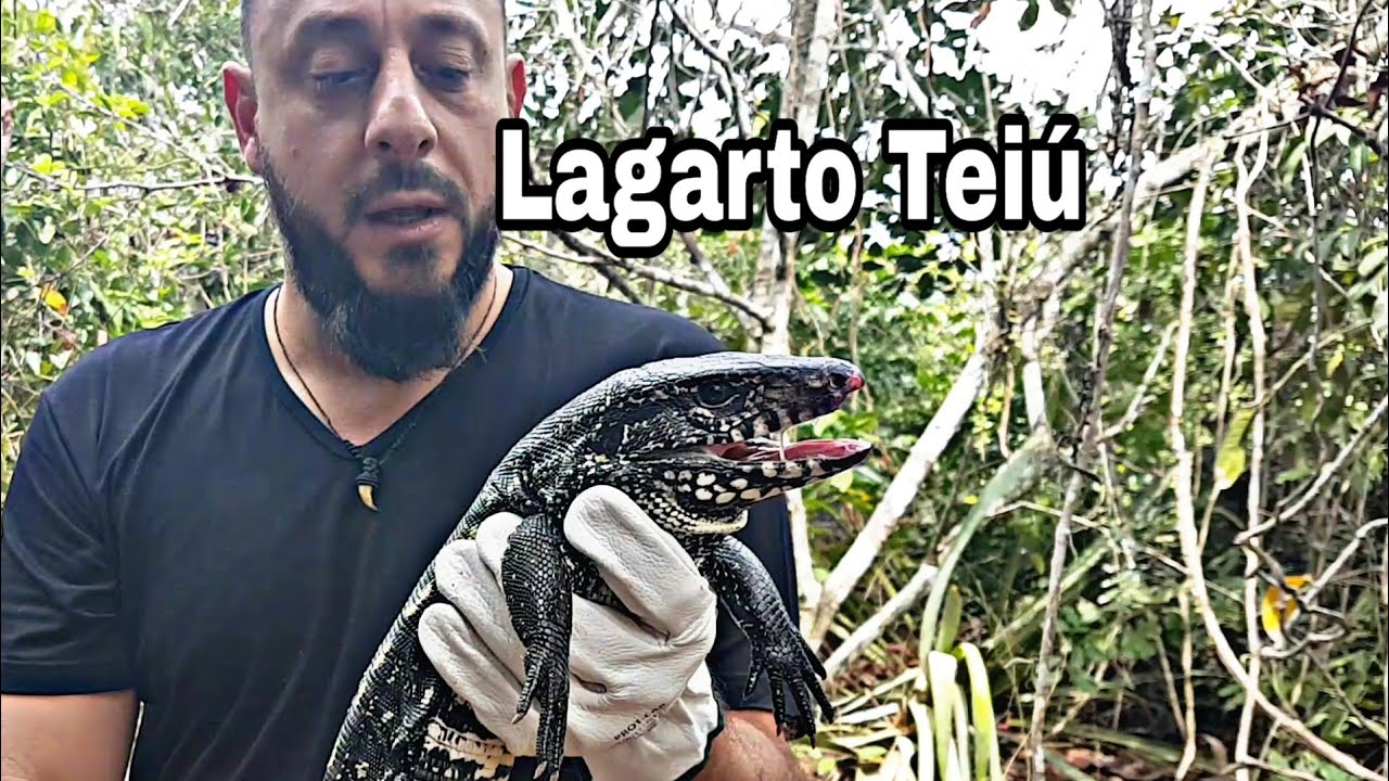 Lagarto Teiú Salvator Merianae, com o Biólogo Henrique