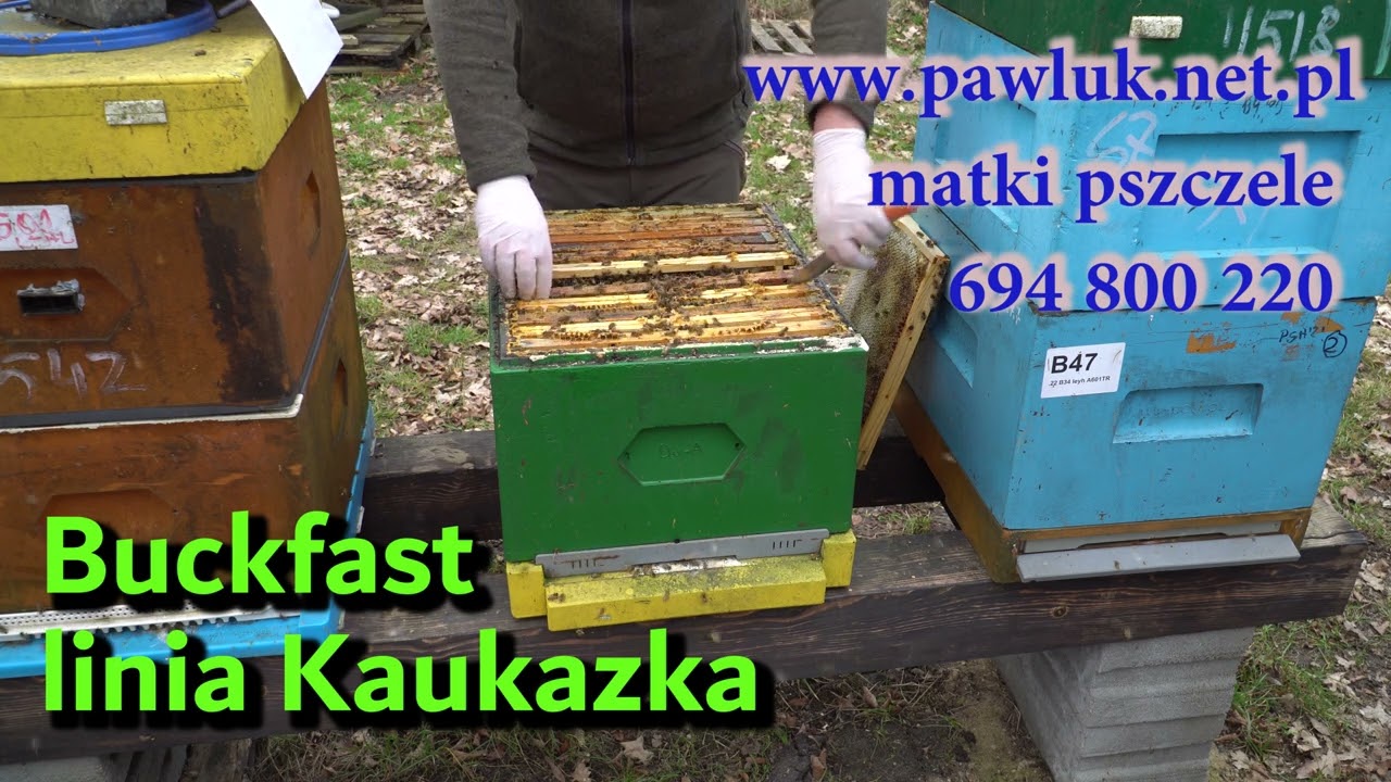 Buckfast linia kaukaska,miodne pszczoły na każdy teren-matki pszczele pawluk.net.pl-pszczoły w lutym