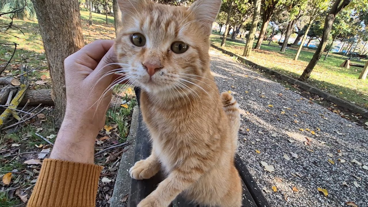 This cat is like a growling machine. She growls so loudly that it will really surprise you.