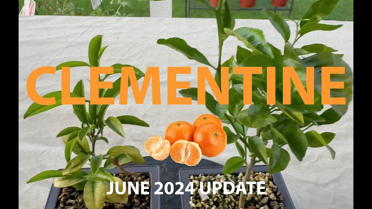 Clementine Tree Bonsai from Seed: June 2024 Update 🍊 #Bonsai #BonsaiTree #Citrus #Fruit