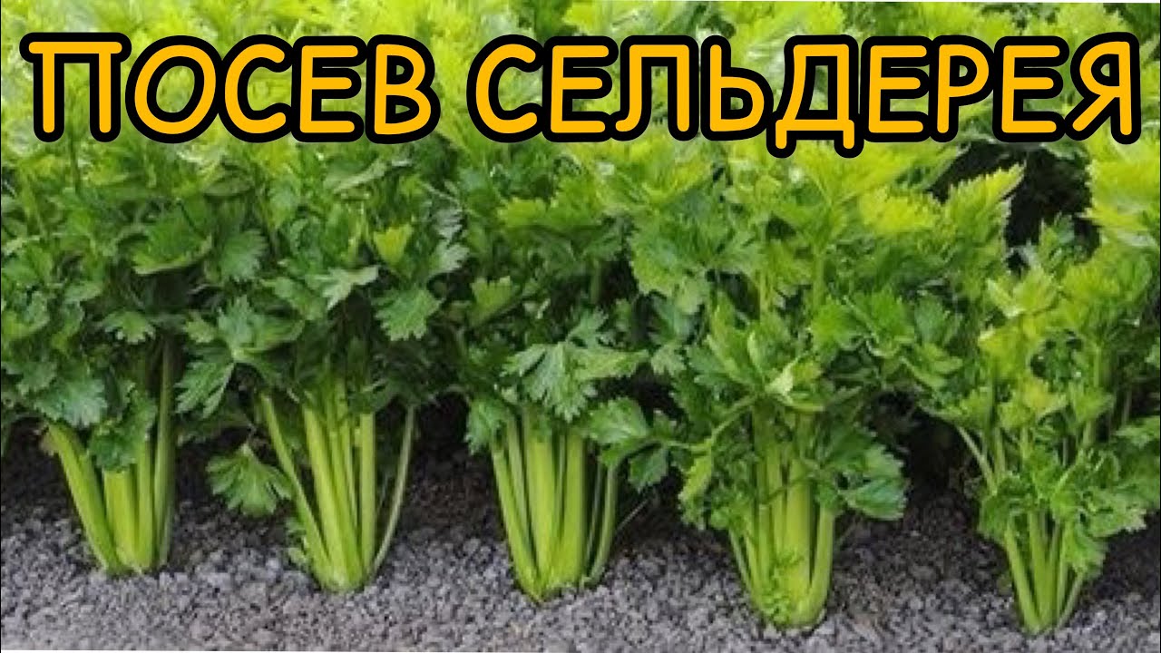Как правильно посеять сельдерей: лучшие советы и рекомендации