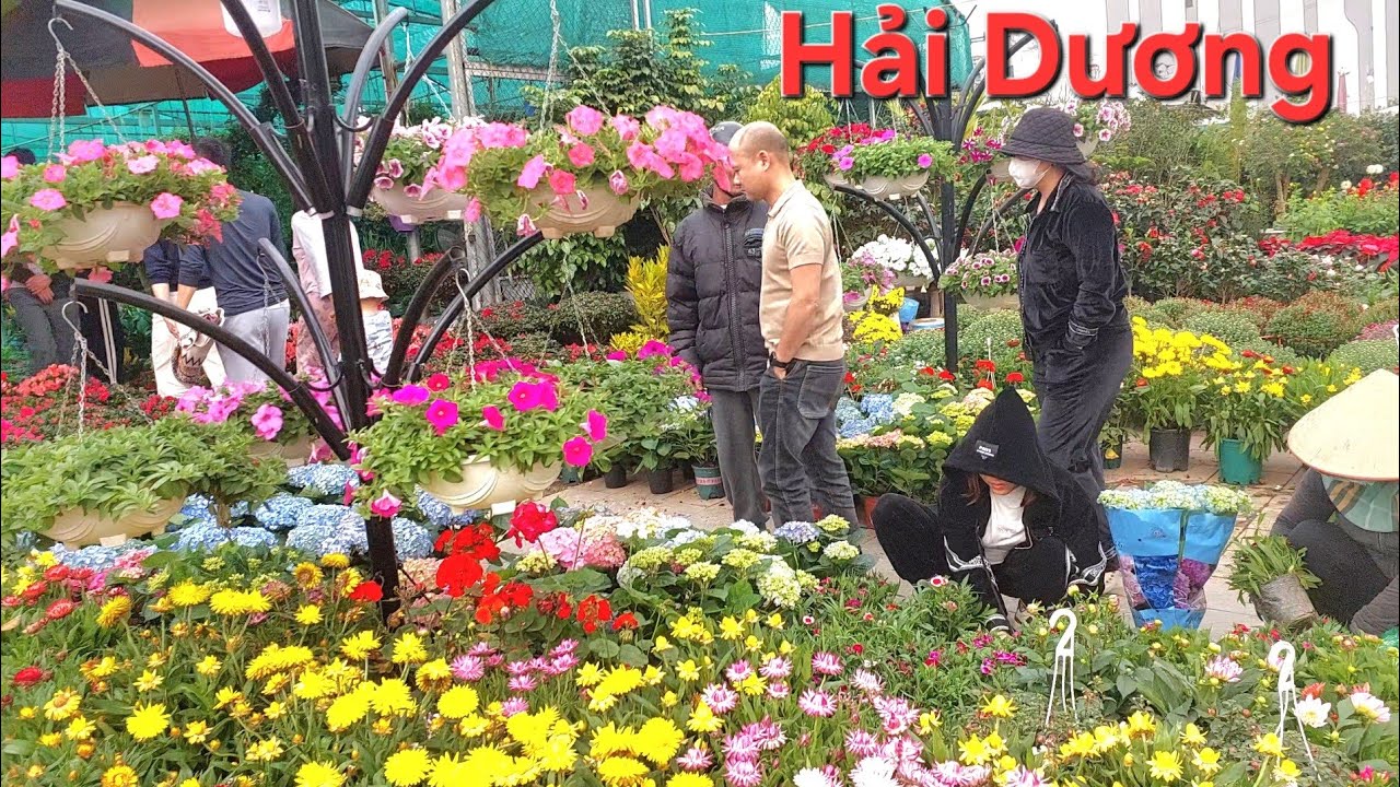 Rất nhiều hoa đẹp tại chợ hoa xuân Hải Dương