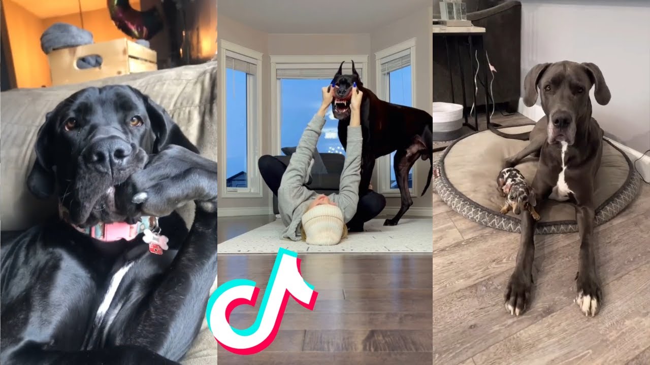 Great Dane are Badass and Cute Compilation!