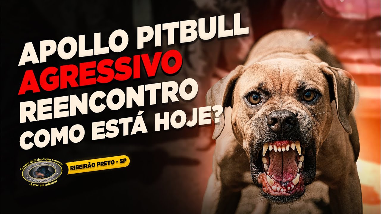 PITBULL AGRESSIVO — APOLO — 3 ANOS DE ASILO