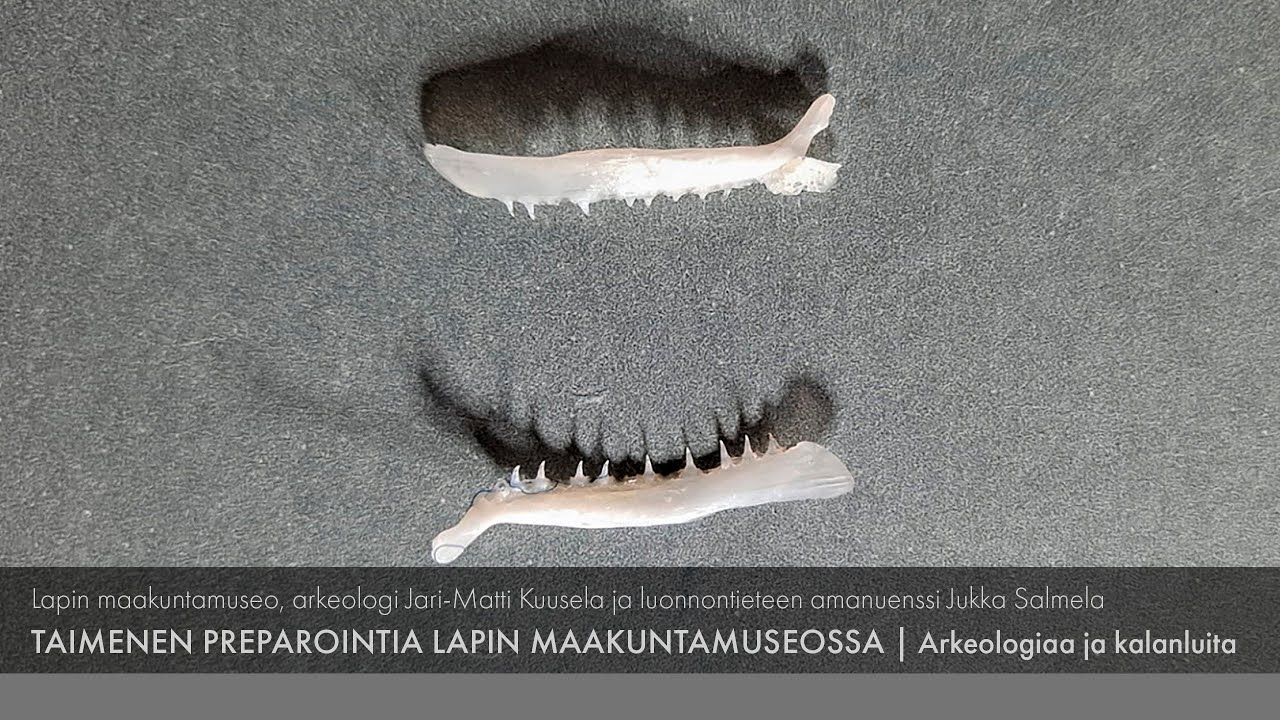 Taimenen preparointia Lapin maakuntamuseossa -  Arkeologiaa ja kalanluita